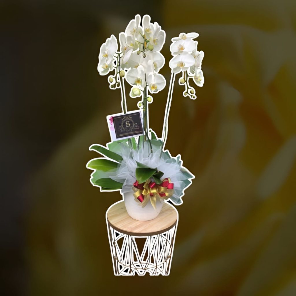 Bunga Meja di Negara