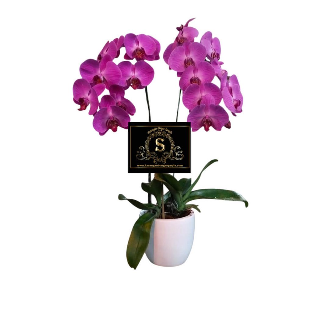 Bunga Meja di Bojong Pandeglang